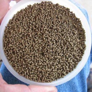 Shrimp Feed