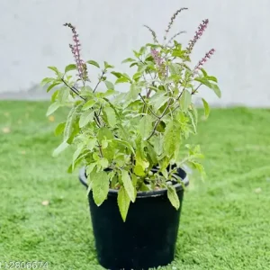 Tulsi (Holy Basil)
