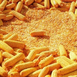 Yellow Maize (Corn) for Animal Feed