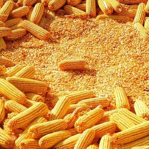 Yellow Maize (Corn) for Animal Feed